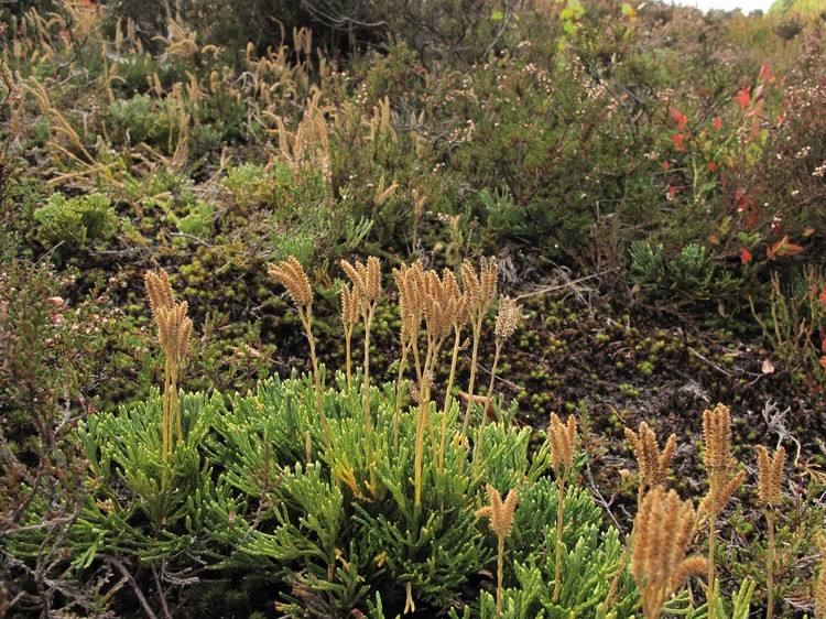 Diphasiastrum zeilleri
